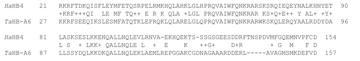 The comparison of the DNA and protein sequence for HaHB4 and TaHB-A6.