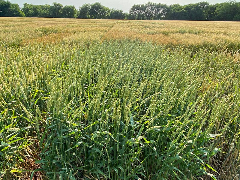A green and yellow wheat field with a tree line in the back of the field. A green and yellow wheat field with a tree line in the back of the field.