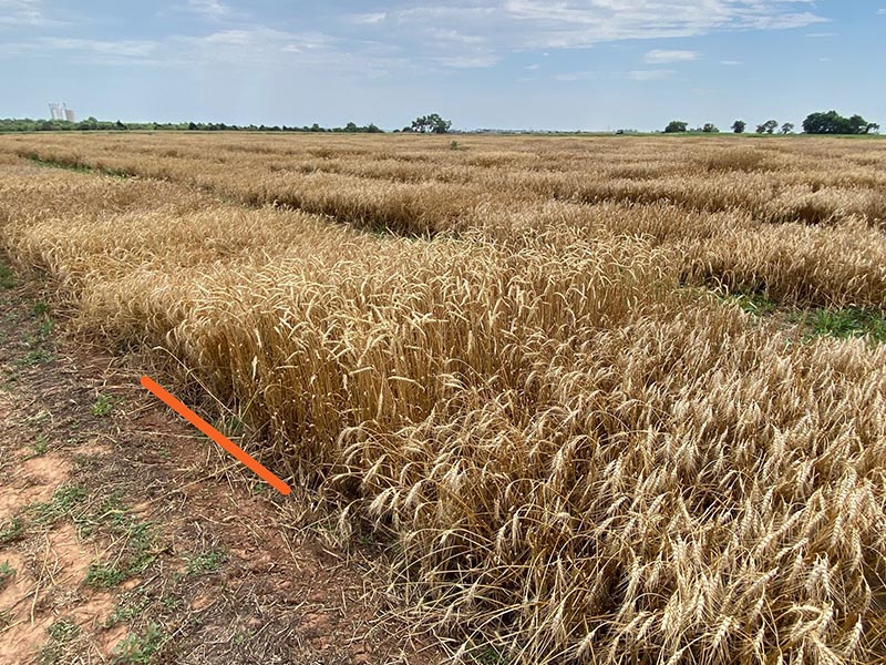 A horizontal orange line marking the OK21PS821 wheat in the field. A horizontal orange line marking the OK21PS821 wheat in the field.