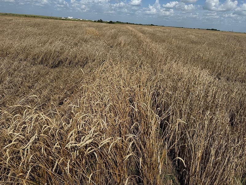 A wheat field with golden,brown wheat pieces on a cloudy day. A wheat field with golden,brown wheat pieces on a cloudy day.