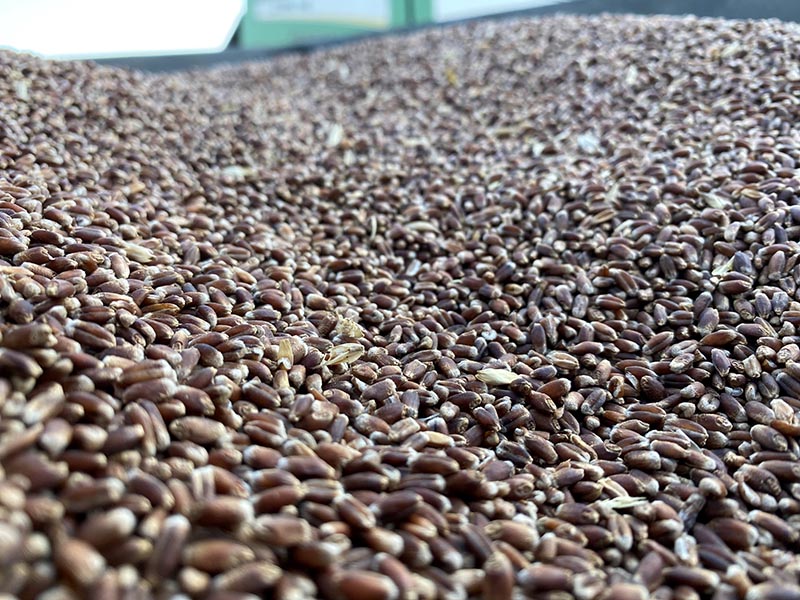 A tub is filled to the top with seeds. A tub is filled to the top with seeds.
