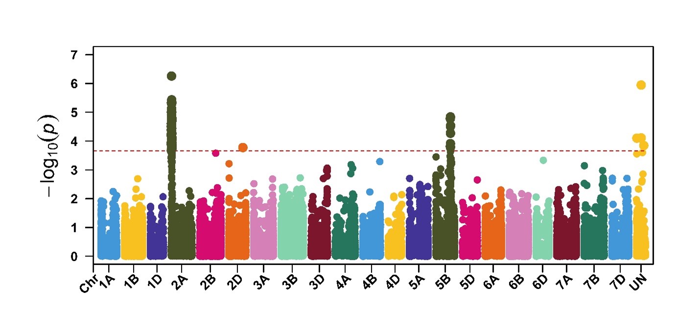 A plot chart showing significant markers associated with response to P. nodorum isolate OKG16Sn-16.