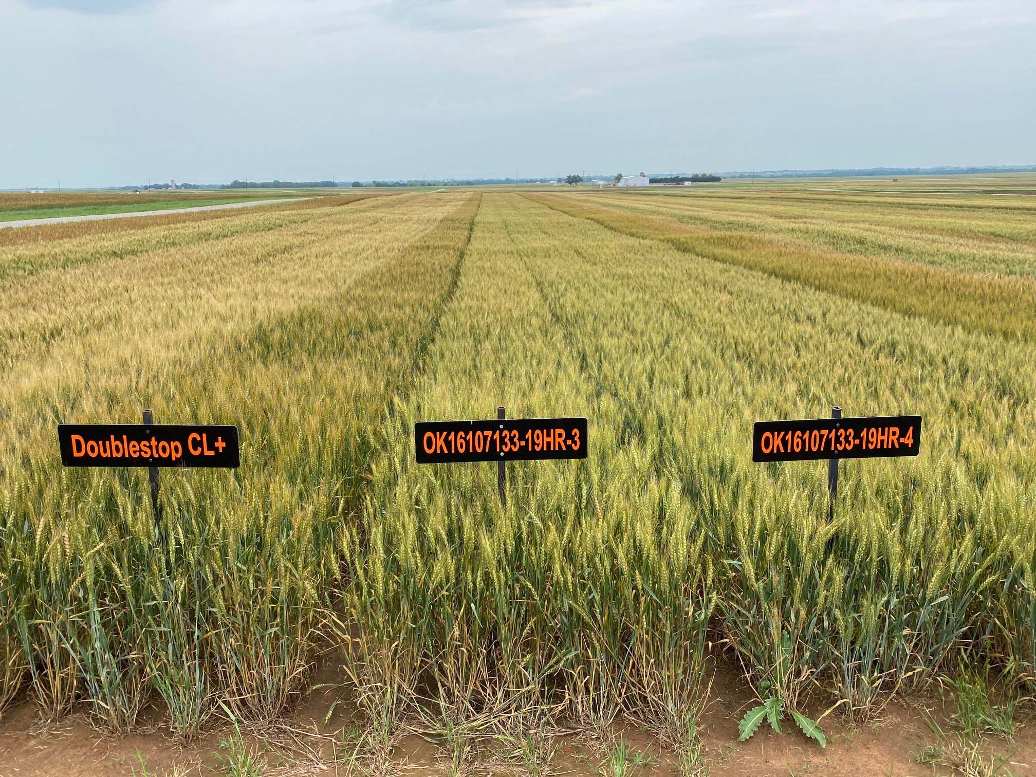 A field of wheat with three signs. One sign says Doublestop CL+, another says OK16107133-19HR-3 and the last says OK16107133-19HR-4