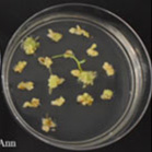 CIM regeneration for Baker's Ann.