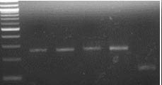 Data for SBElla-A.