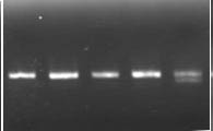 Genotype data for SBEIIa-B.