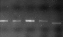 Genotype data for SBEIIa-D.