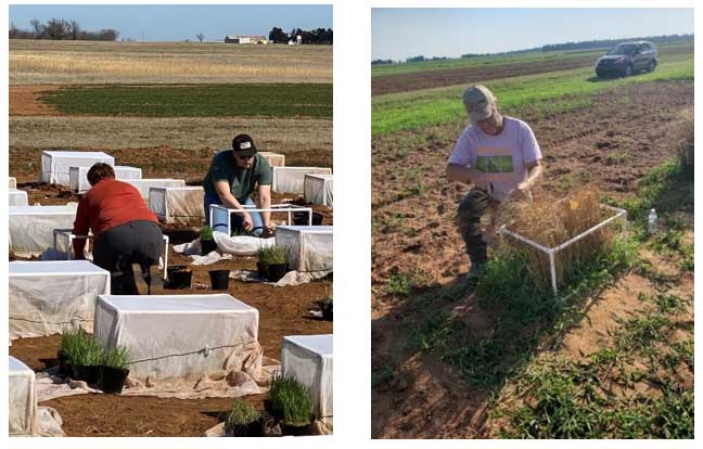 Caged experiments conducted at Perkins in 2021 to determine and validate bird-cherry oat aphid tolerance.