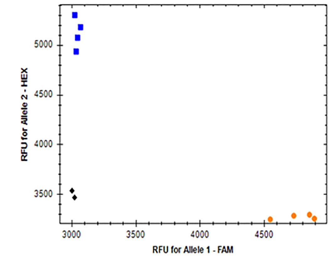 Graph B showing the Allellic Discrimination and RFU for Allele 2 - HEX from 3500-6500 in increments of 500 and RFU for Allele 1 - FAM from 3000-5000 in increments of 500.