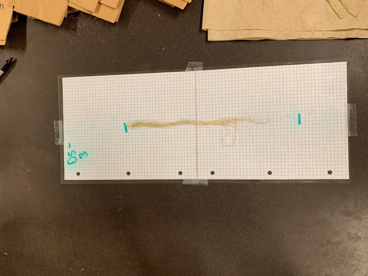 Root lengths