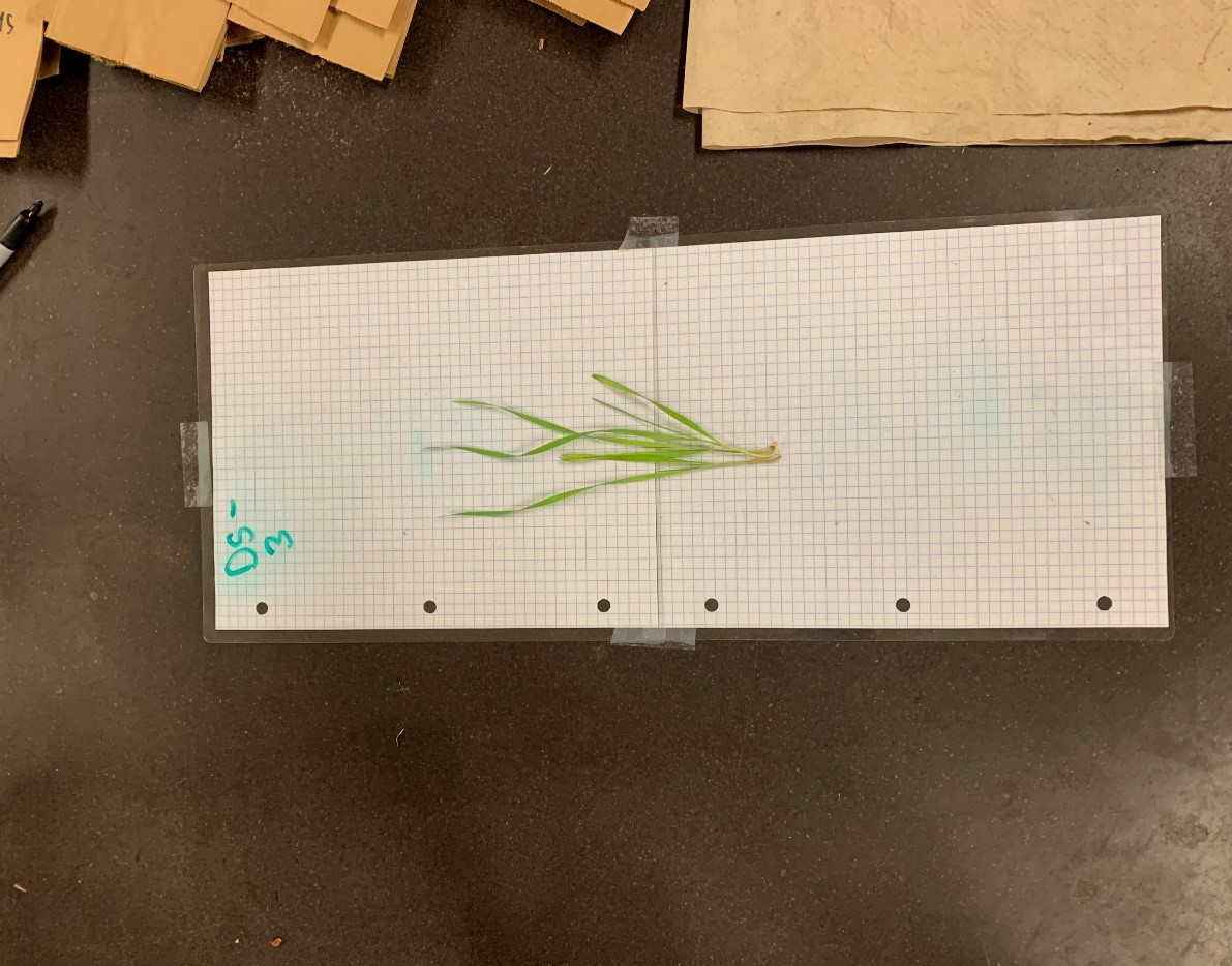 Shoot length