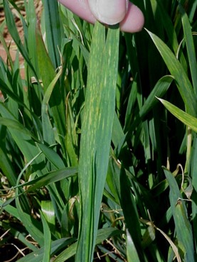 A hand holding a grass leaf.