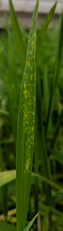 Seedling resistant 