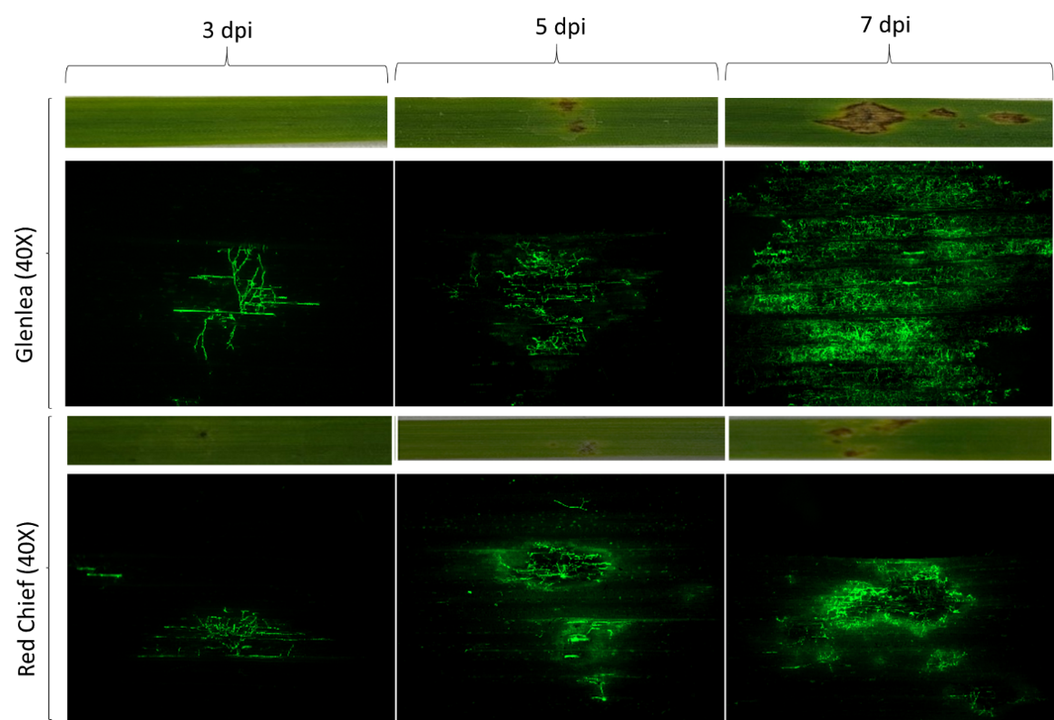 Colonization and infection of susceptible (Glenlea) and resistant (Red Chief) wheat differential leaves 