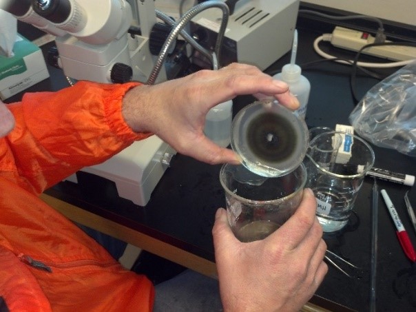 Production of inoculum of the fungus that causes tan spot of wheat 