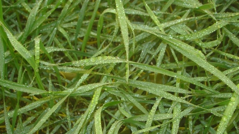 Leaves of inoculated plants with abundant free moisture in the humidity chamber 