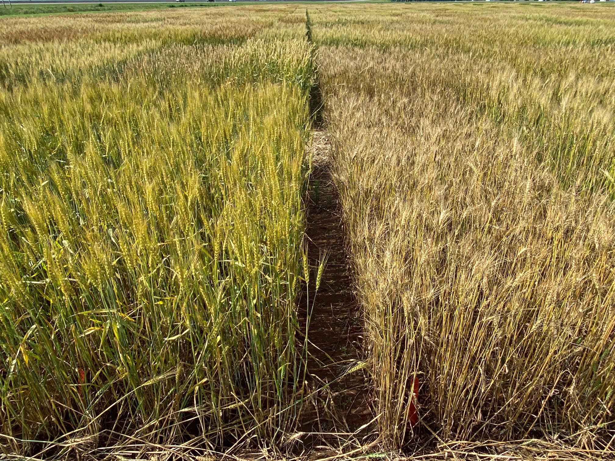 A field of wheat.