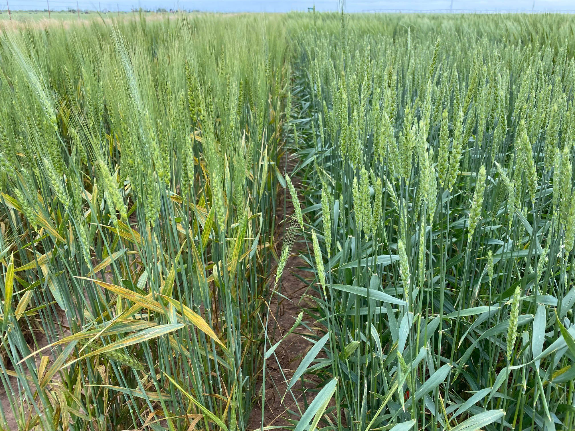 A field of wheat.