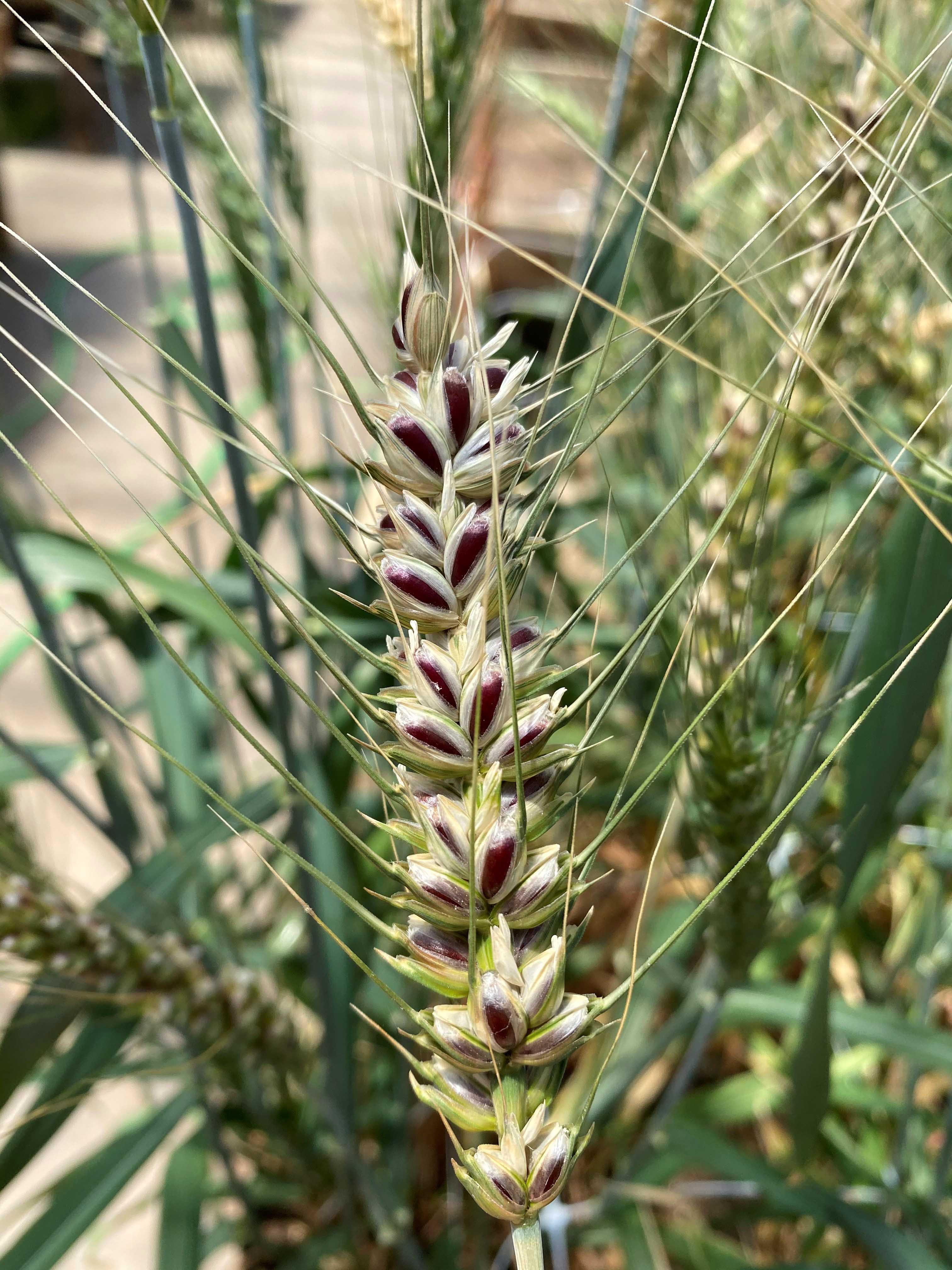 Germplasm with purple brancoat 