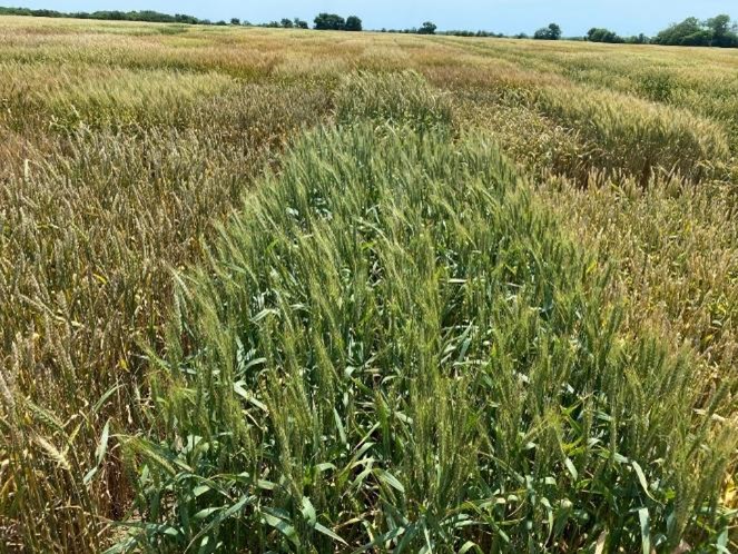 Rows of wheat.