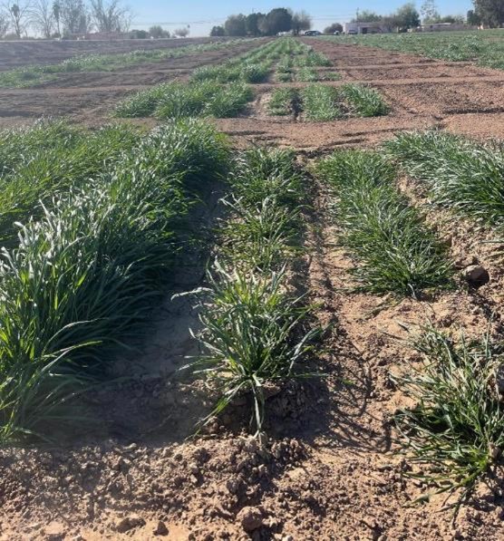 Rows of wheat in dirt.