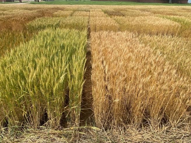 Squares of wheat.