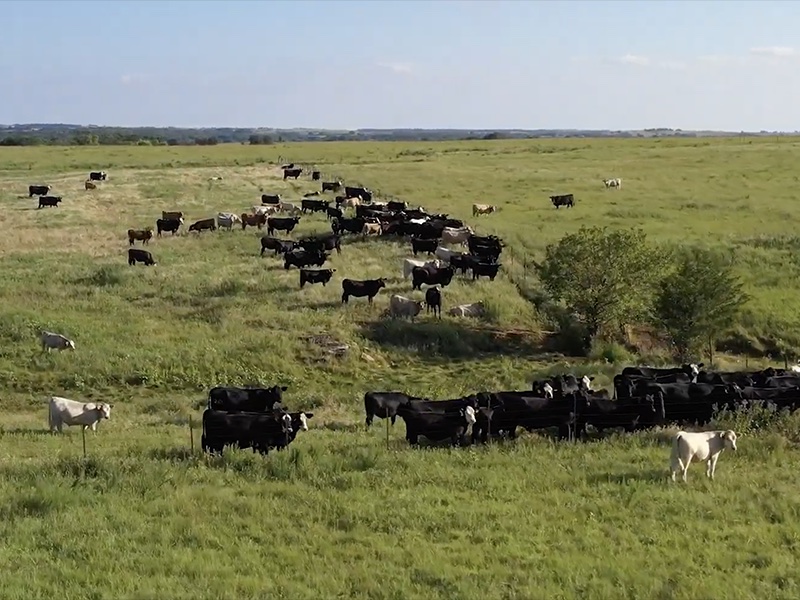 Aerial view of cattle standing in a green pasture.