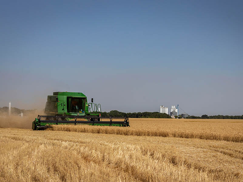 Harvesting combine in a wheat field.