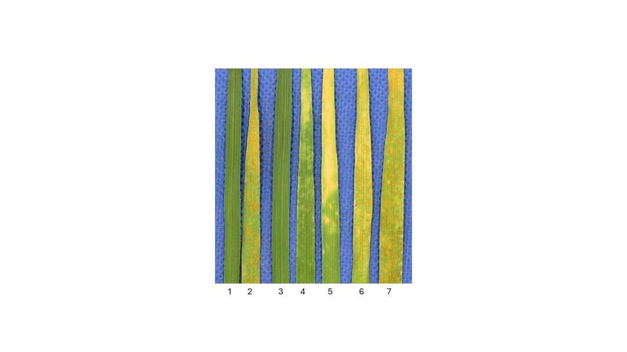 Seven examples of new stripe rust resistance on wheat samples.