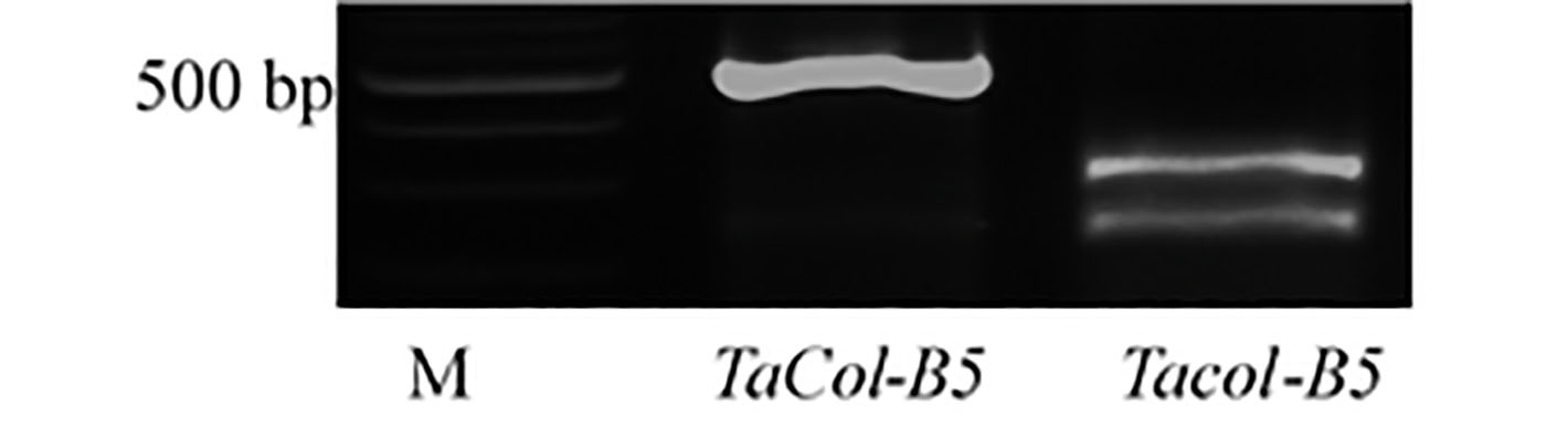 Gene markers for the SNP showing 500 bp, M, and two TaCol-B5.