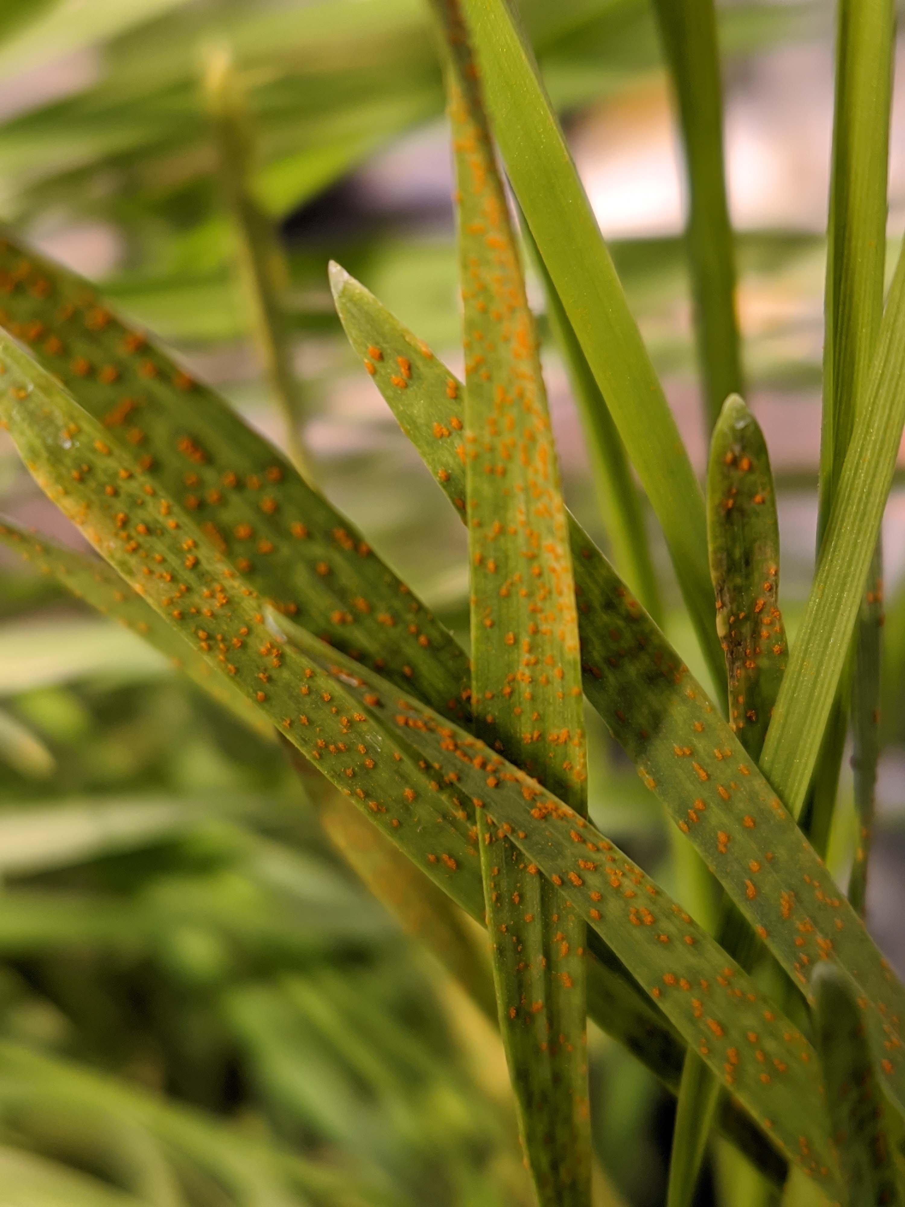 A close-up of leaves with red spots.