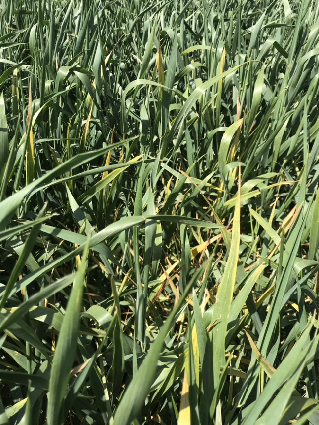 A close up of a patch of grass.