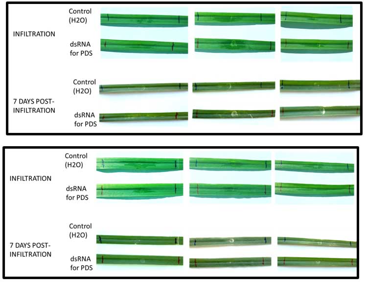 Infiltration of dsRNAs targeting the PDS gene and water (control) on wheat cultivar Glenlea (top) and TAM 105 (bottom) at 7 days post-infiltration