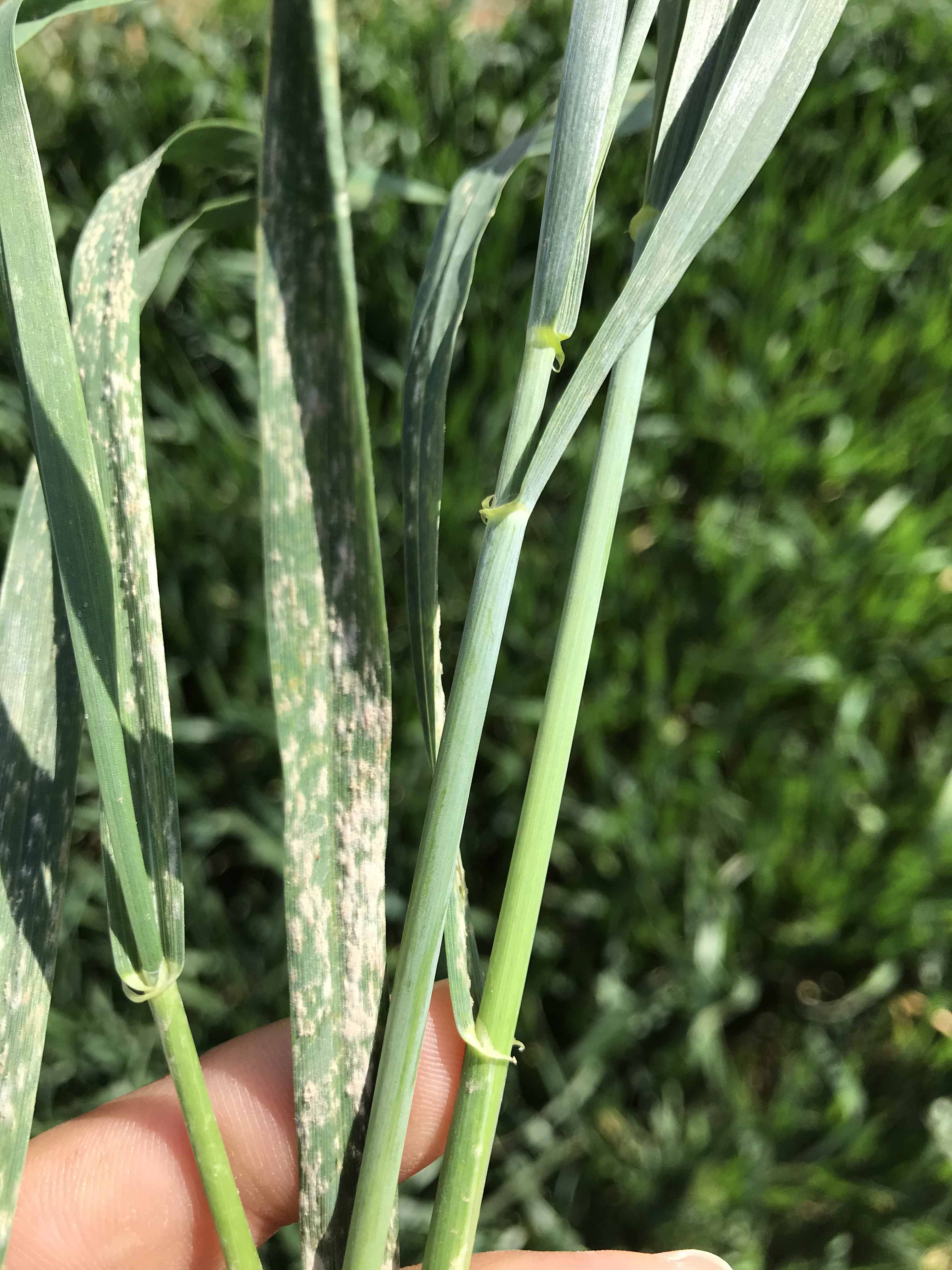 A close-up of plant leaves with a powdery substance on them.