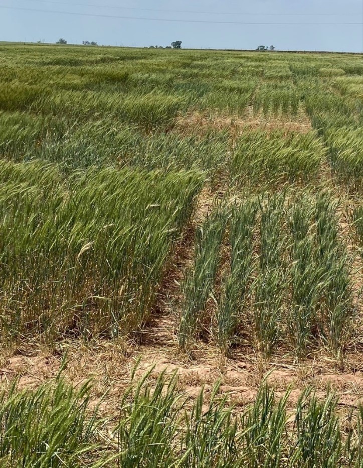 A field of wheat.