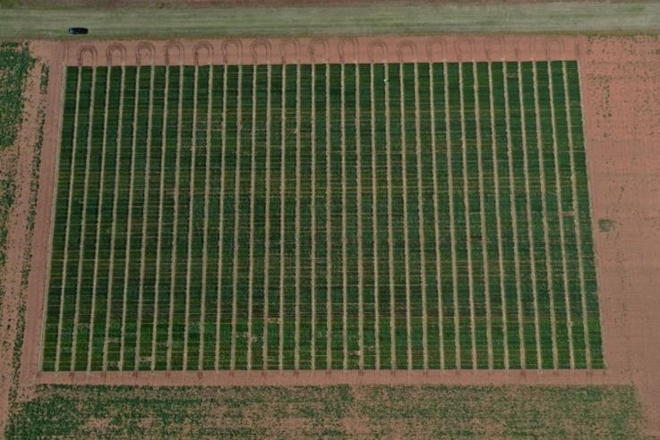 An aerial view of a wheat field.