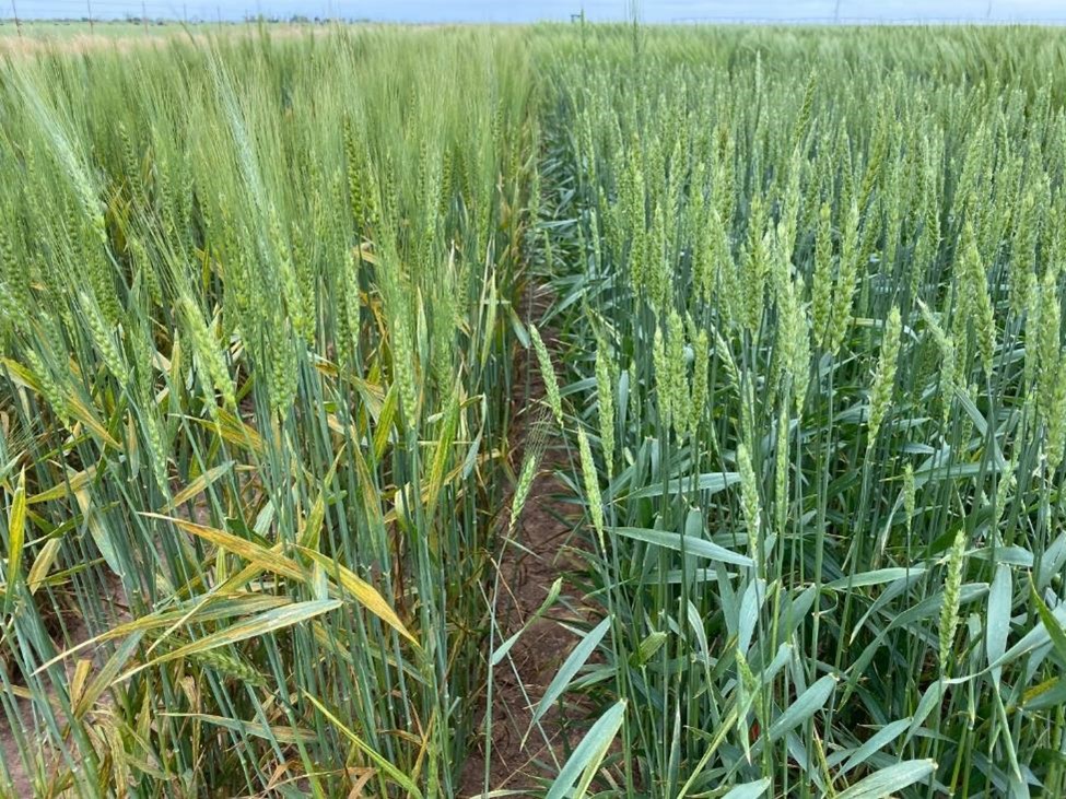 A wheat field.